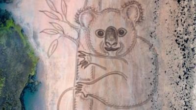 Koala drawn into sand