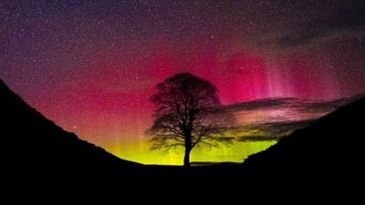 Sycamore Gap in Northumberland illuminated by a pink and green aurora.