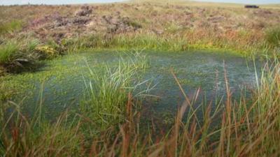 Blanket bog