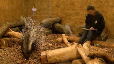 Animal keeper, Louise Taylor reads to porcupines