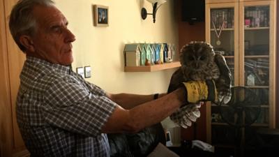 Owl in front room