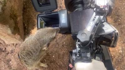 Meerkat at Bristol Zoo checks out a BBC film crew camera