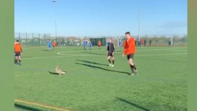 Fans watched as players attempted to herd the duck off the pitch.