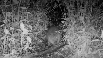 First beaver born in Dorset for 400 years