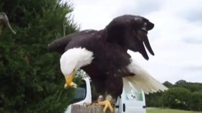 Missing bald eagle, Helga