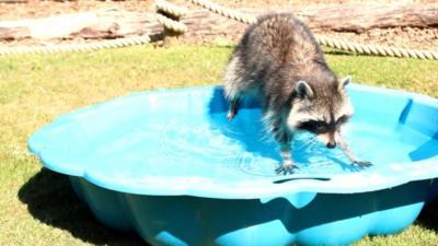 Racoon in paddling pool