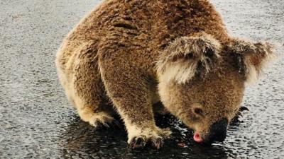 Koala drinks from puddle in Australia