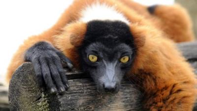 Red ruffed lemur