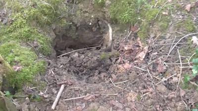 Blocked badger sett