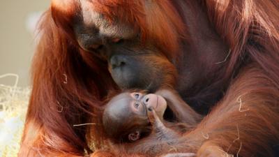 Mother and baby orangutan