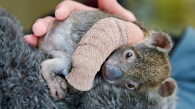 baby-koala.