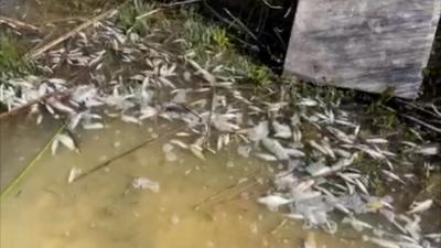 Lake full of dead fish