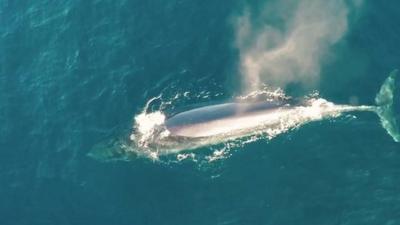 Bryde's whale