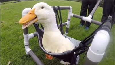 Jimmy was nursed back to health by staff and pupils after contracting pneumonia.