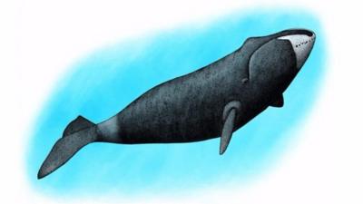 Bowhead whale