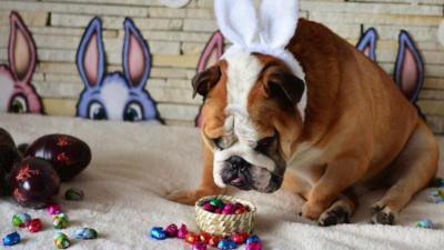 Dog and easter eggs