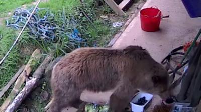 Bear with brown fur on path outside a house rummaging through things