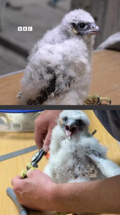 Two white chicks being ringed