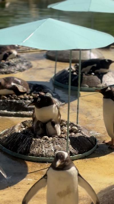 A mother Gentoo penguin sits in a nest with three chicks underneath her at Edinburgh Zoo. There is a small green canopy covering them.
