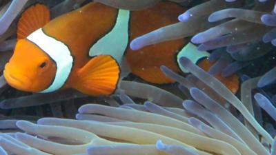 Fish swimming through coral