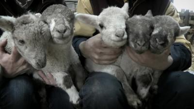 Lambs