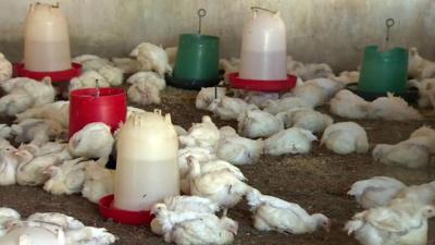 Chicken farm in Mozambique