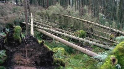 Fallen trees at Kielder Forest