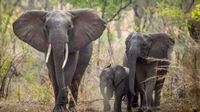 African elephants