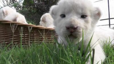 lion cub