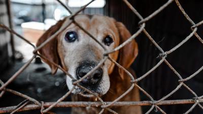 Dog behind a wire fence