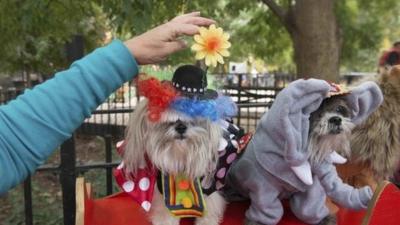 Dogs dressed as circus animals