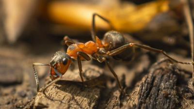 Ant