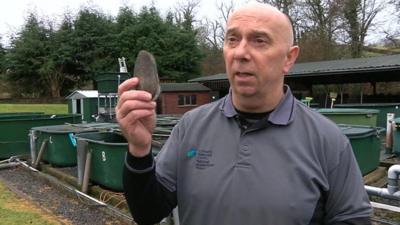 Dr John Taylor is one of those trying to revive the fortunes of the Welsh freshwater pearl mussel