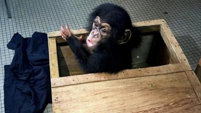 Baby chimp in a crate