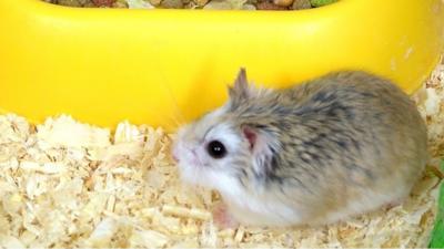 Hamster