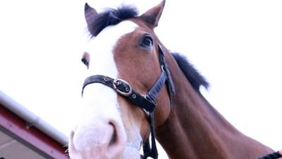 Hank the teaching horse