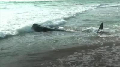 Beached whale