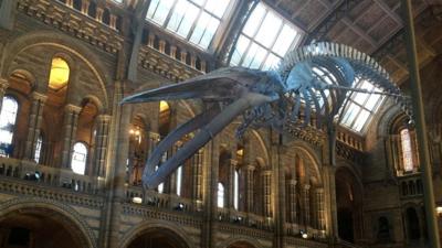 Blue whale skeleton