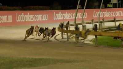 Greyhounds racing