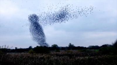 Murmuration at Attenborough Nature Reserve