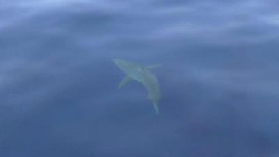 Great white shark off Majorca