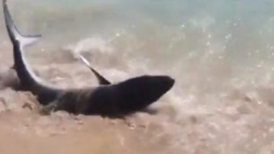 The shark was spotted by holidaymakers in Majorca