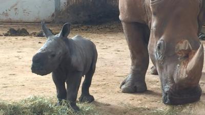 Baby rhino