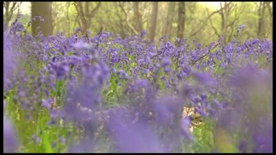 Bluebells