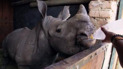 Lofo the rhino