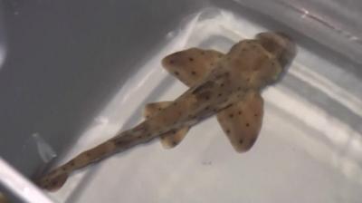 Horn shark