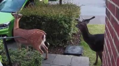 Deer spotted on Ring doorbell