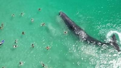 Swimmers near a humpback whale