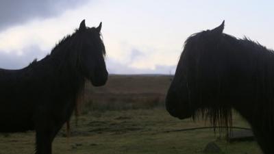 Fell ponies