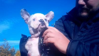 Gary Hemming claims this young pup is worth more than £1m.